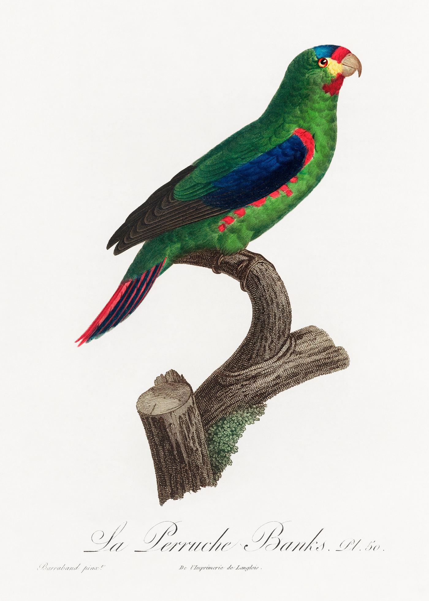 Swift parrot vintage poster The swift parrot, Lathamus discolor from Natural History of Parrots (1801—1805) by Francois Levaillant. Original from...