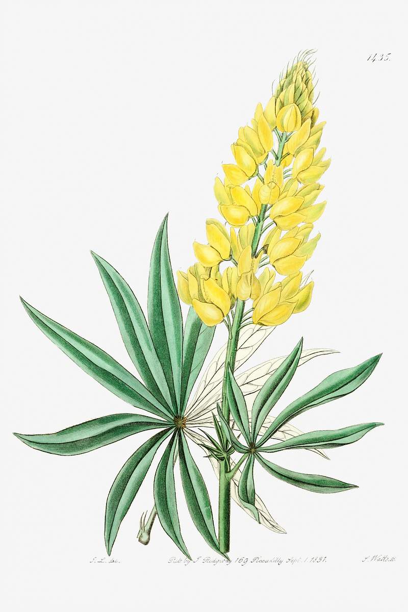 Yellow perennial lupine from Edwards’s Botanical Register (1829—1847) by Sydenham Edwards, John Lindley, and…