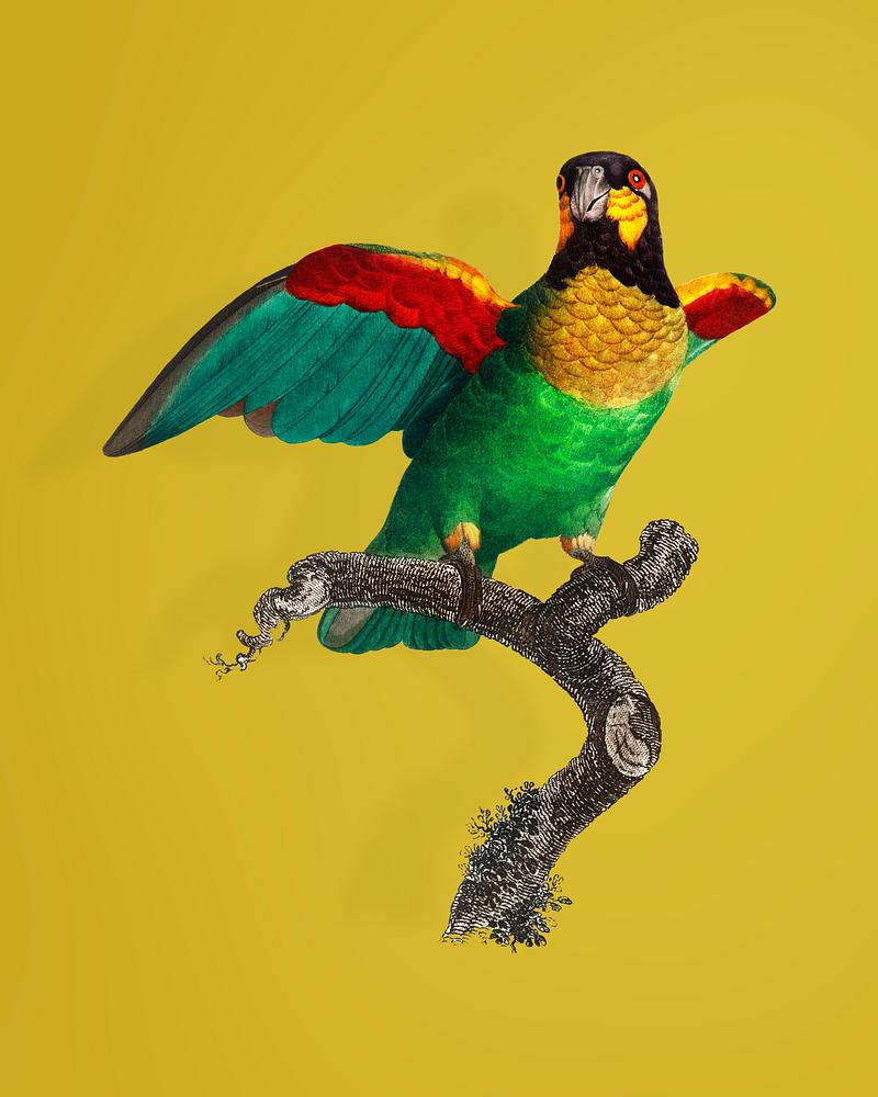 Orange-cheeked parrot The Orange-cheeked parrot vintage illustration