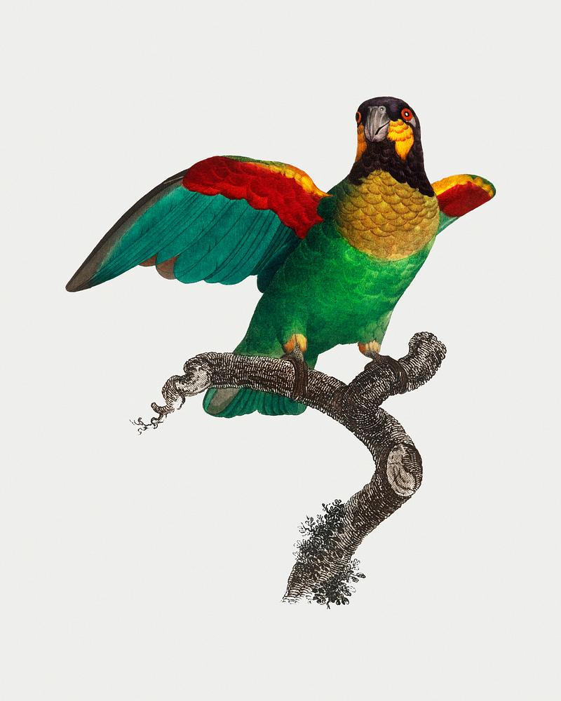 Orange-cheeked parrot The Orange-cheeked parrot vintage illustration
