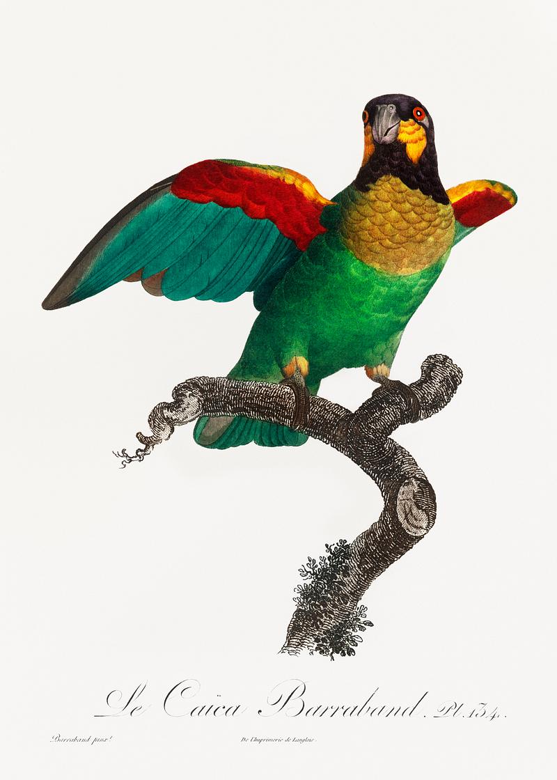 Orange-cheeked parrot vintage poster The Orange-Cheeked Parrot, Pyrilia barrabandi from Natural History of Parrots (1801—1805) by Francois Levaillant.…