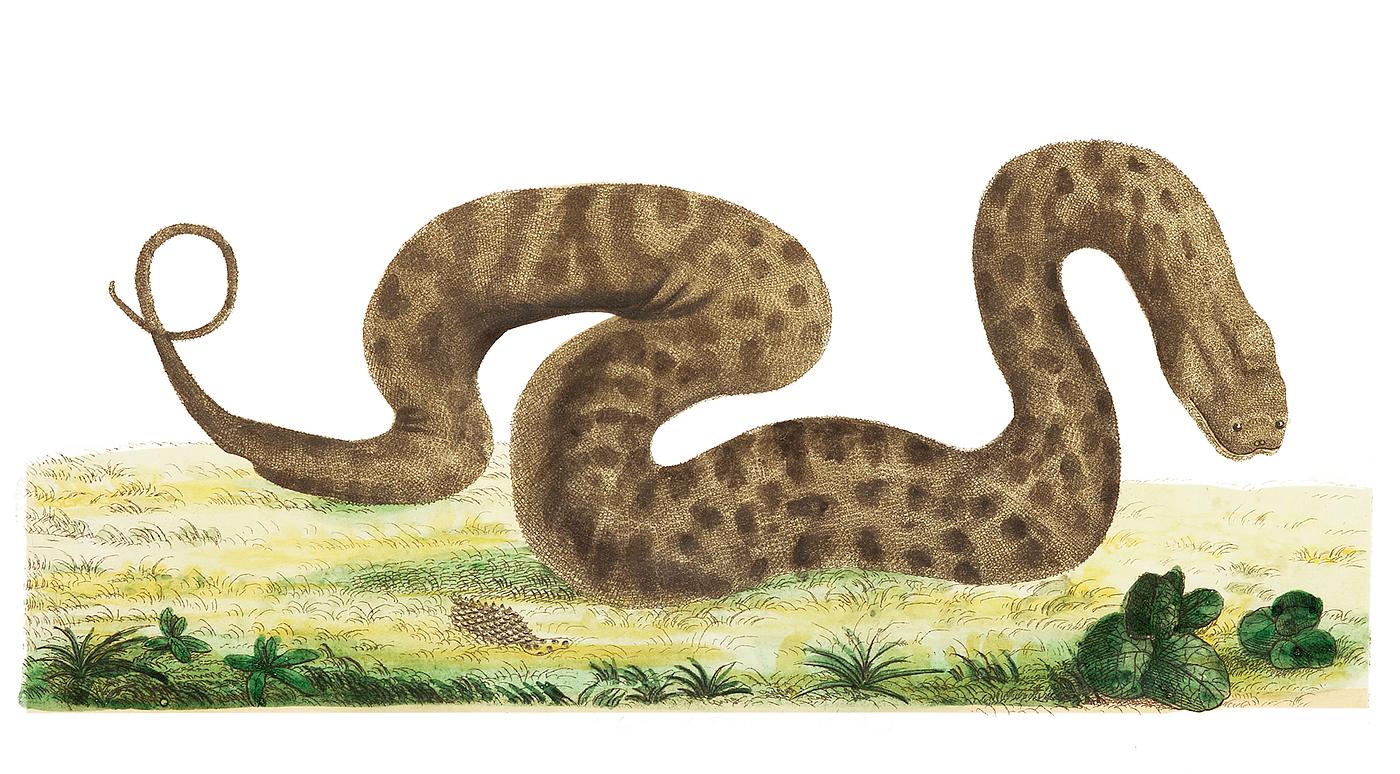 Arcochordus or Warted snake illustration from The Naturalist's Miscellany (1789-1813) by George Shaw (1751-1813). Arcochordus or Warted snake illustration from The Naturalist's Miscellany (1789-1813) by George Shaw (1751-1813).