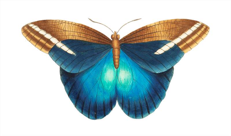Idomeneus or Great occidental butterfly illustration from The Naturalist's Miscellany (1789-1813) by George Shaw (1751-1813)