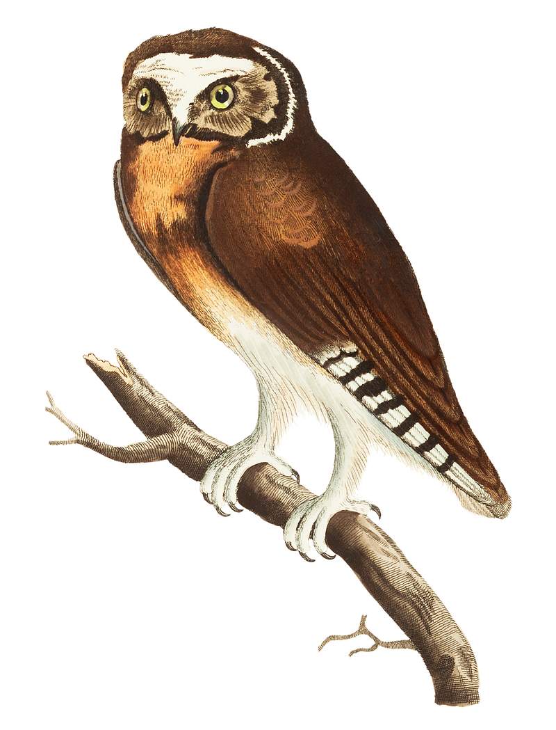 White-fronted Owl illustration from The Naturalist's Miscellany (1789-1813) by George Shaw (1751-1813)