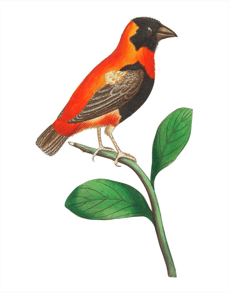 Grenadier grosbeak illustration from The Naturalist's Miscellany (1789-1813) by George Shaw (1751-1813) Grenadier grosbeak illustration from The Naturalist's Miscellany (1789-1813) by George Shaw (1751-1813)