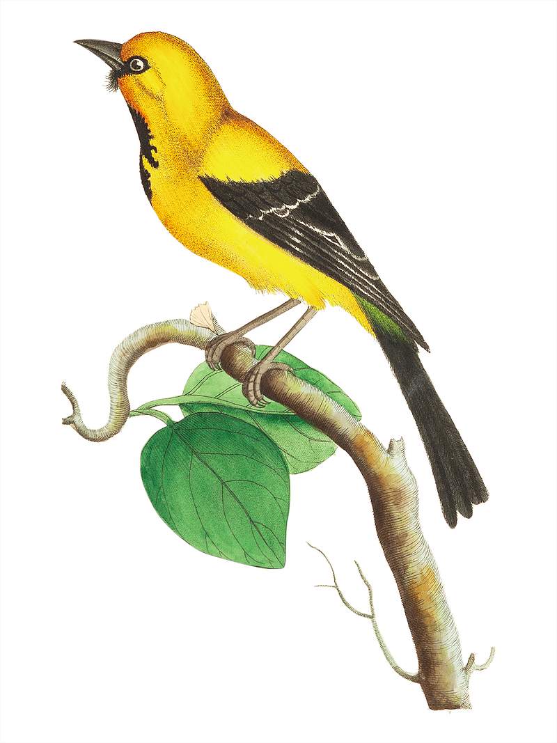 Lesser banana-bird illustration from The Naturalist's Miscellany (1789-1813) by George Shaw (1751-1813)