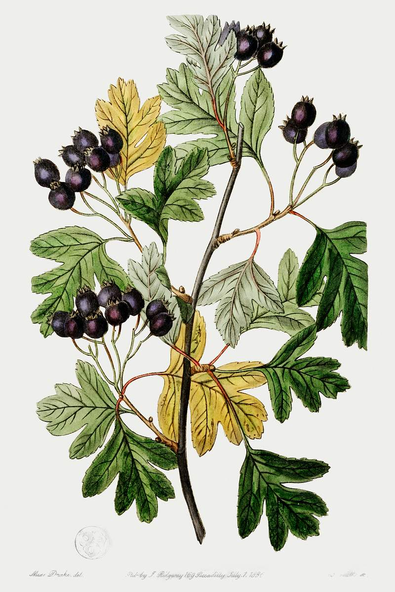 Broad-leaved thorn from Edwards’s Botanical Register (1829—1847) by Sydenham Edwards, John Lindley, and James…