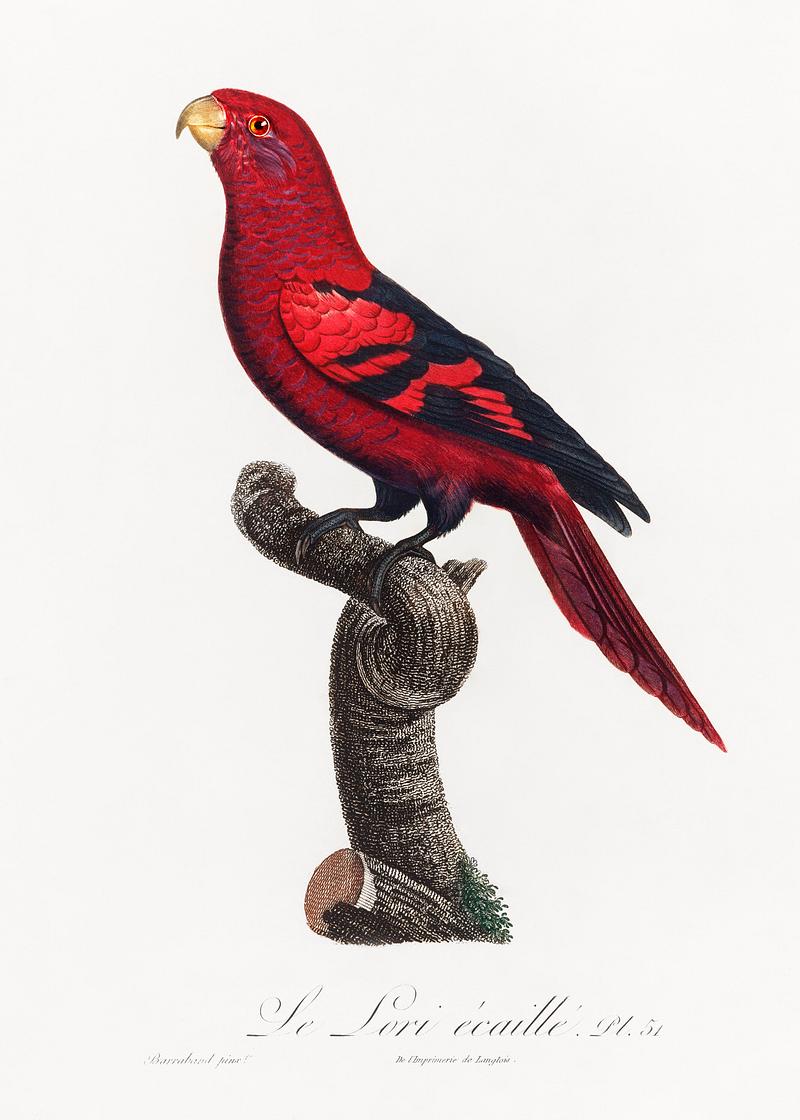 Violet-necked lory vintage poster The Violet-Necked Lory, Eos squamata from Natural History of Parrots (1801—1805) by Francois Levaillant. Original from…