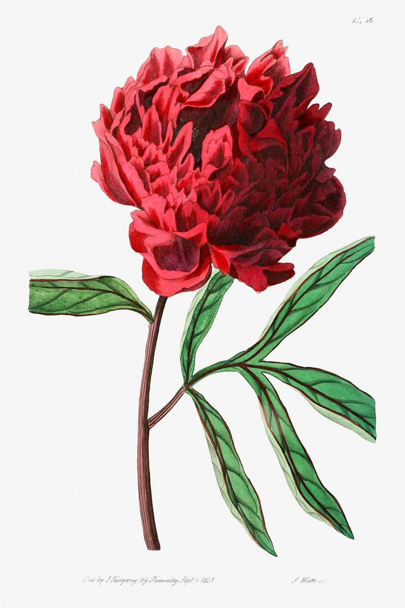 Pott's Chinese peony from Edwards’s Botanical Register (1829—1847) by Sydenham Edwards, John Lindley, and James…