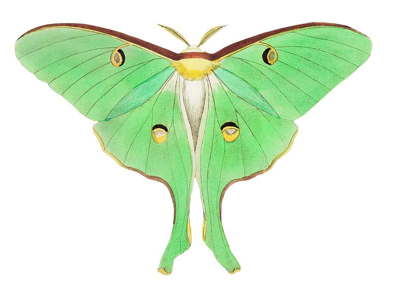 Luna or Large pea-green phalaena illustration from The Naturalist's Miscellany (1789-1813) by George Shaw (1751-1813)