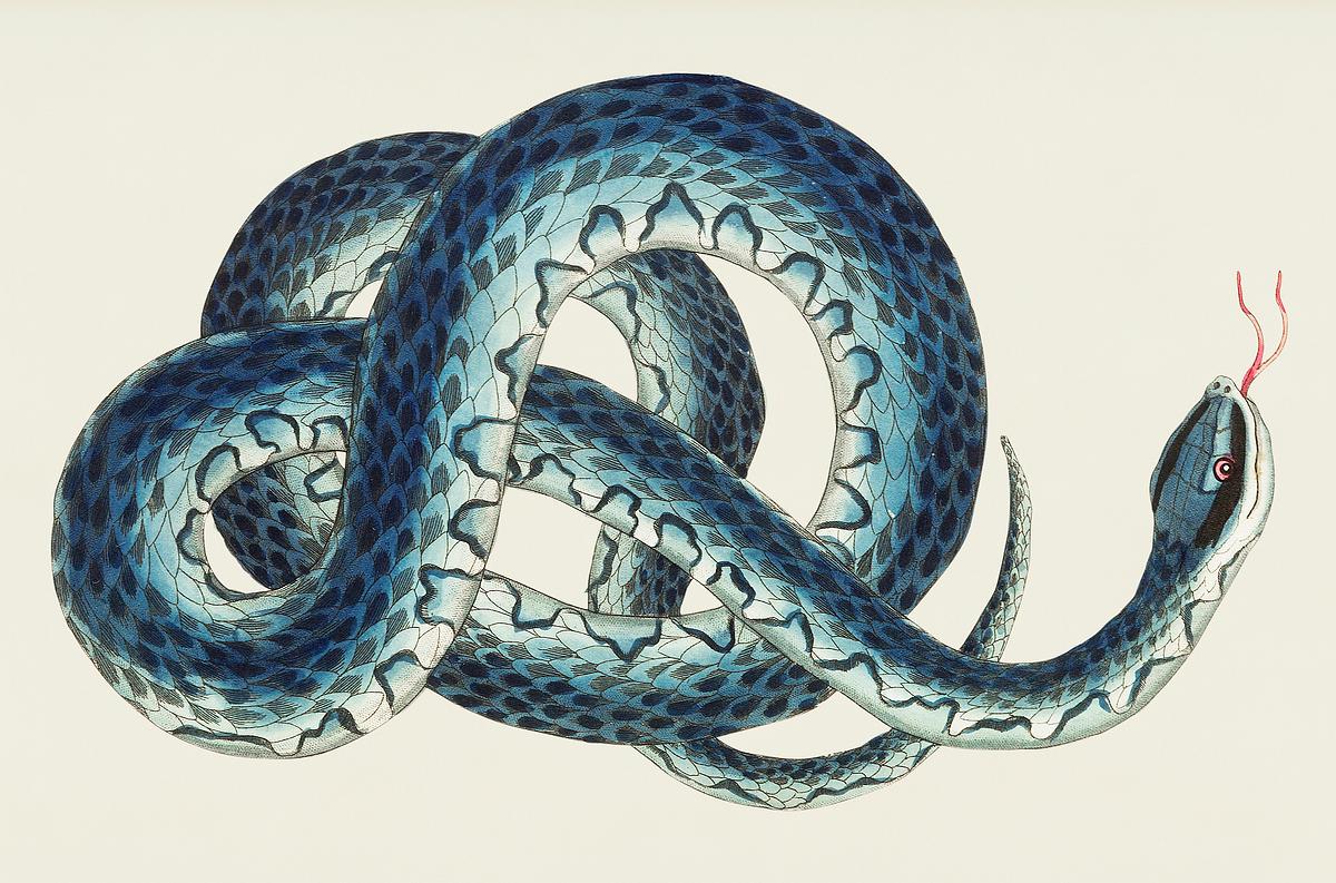 Fasciated snake or Blue snake or wampum snake… | Royalty free stock psd mockup | High Resolution design Fasciated snake or Blue snake or wampum snake illustration from The Naturalist's Miscellany (1789-1813) by George Shaw (1751…