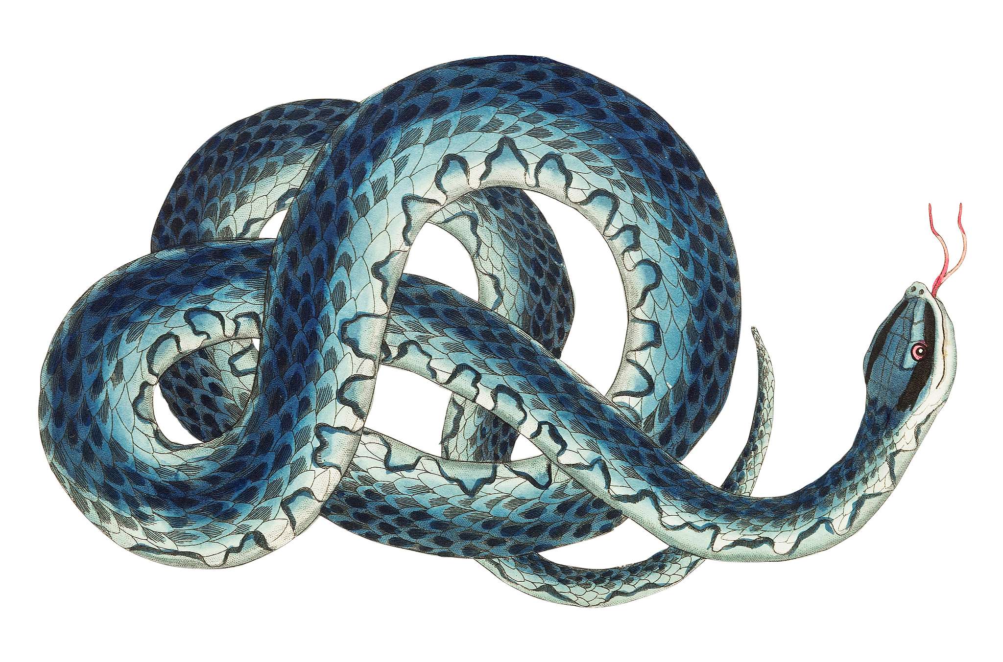 Fasciated snake  or Blue snake  or wampum snake  illustration  
