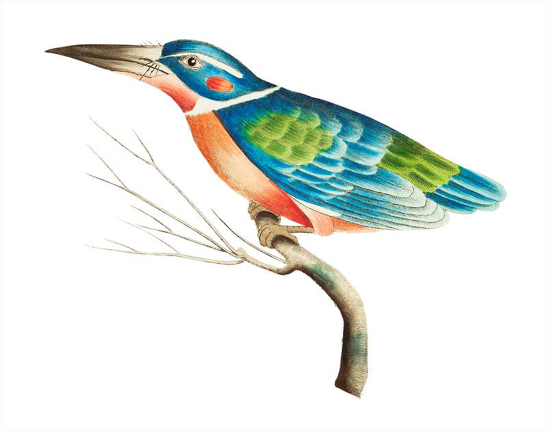 White-collared kingfisher or Blue kingfisher illustration from The Naturalist's Miscellany (1789-1813) by George Shaw (1751-1813) White-collared kingfisher or Blue kingfisher illustration from The Naturalist's Miscellany (1789-1813) by George Shaw (1751…