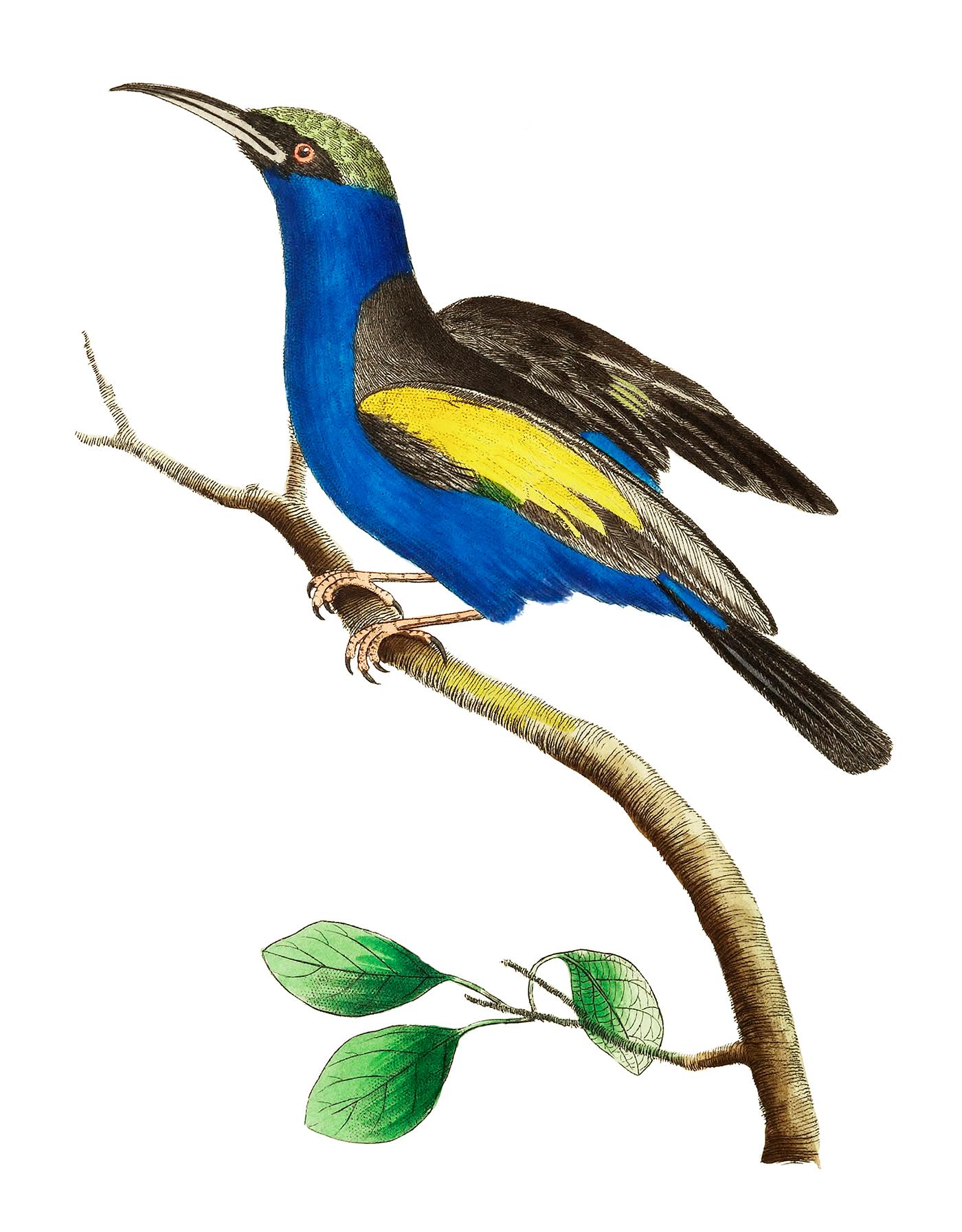 Cyanean creeper or blue creeper illustration from The Naturalist's Miscellany (1789-1813) by George Shaw (1751-1813) Cyanean creeper or blue creeper illustration from The Naturalist's Miscellany (1789-1813) by George Shaw (1751-1813)