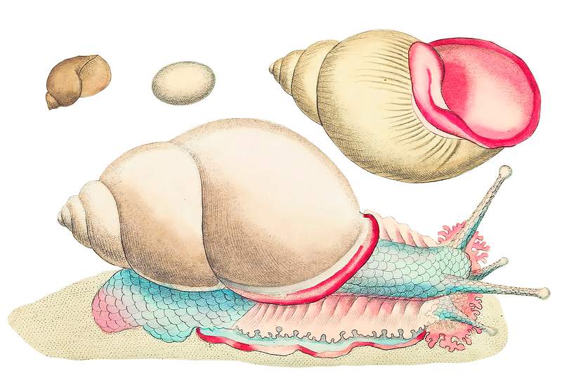 Occidental Bulla or Rofe-lipped snail illustration from The Naturalist's Miscellany (1789-1813) by George Shaw (1751-1813) Occidental Bulla or Rofe-lipped snail illustration from The Naturalist's Miscellany (1789-1813) by George Shaw (1751-1813)