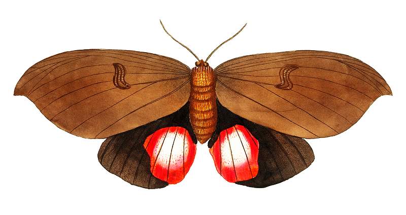 Augusta Moth illustration from The Naturalist's Miscellany (1789-1813) by George Shaw (1751-1813)