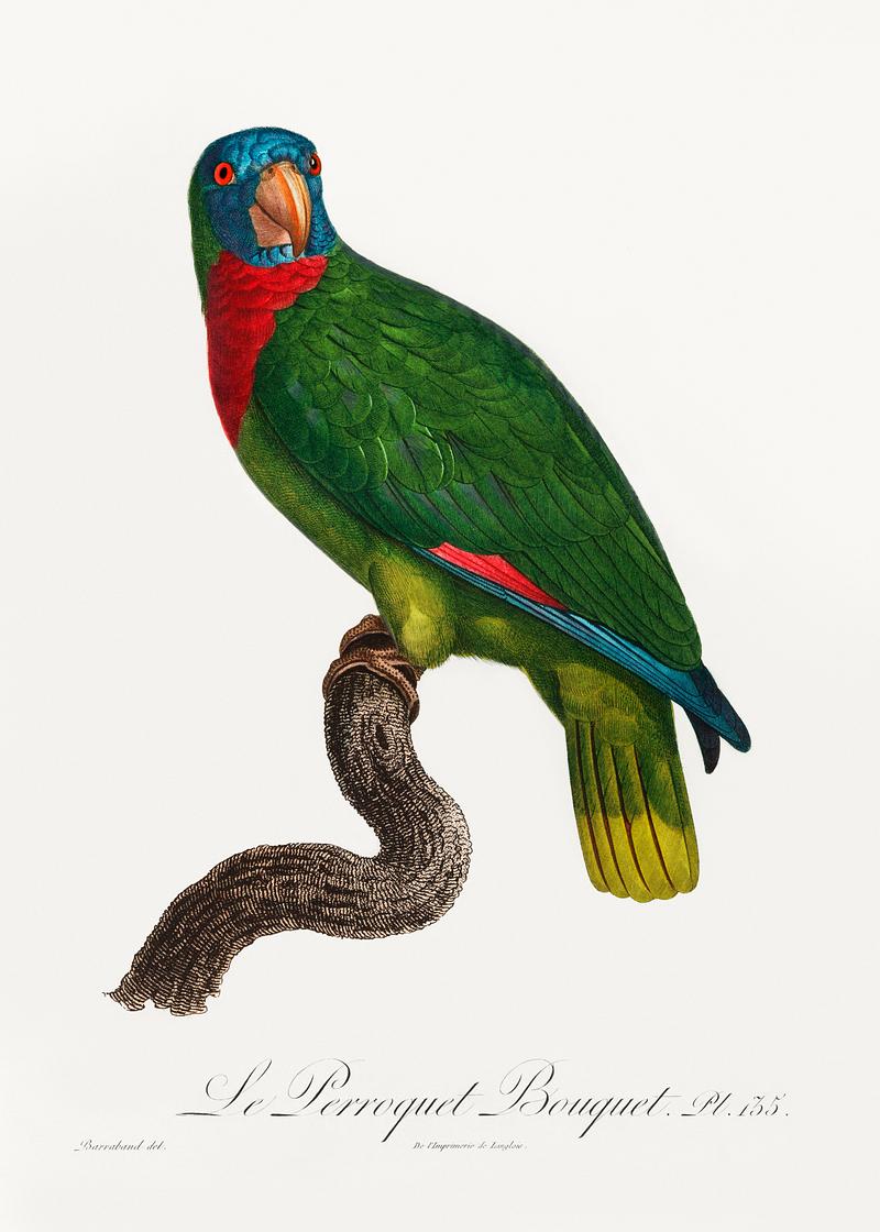 Red-necked parrot vintage poster The Red-Necked Amazon, Amazona arausiaca from Natural History of Parrots (1801—1805) by Francois Levaillant. Original…