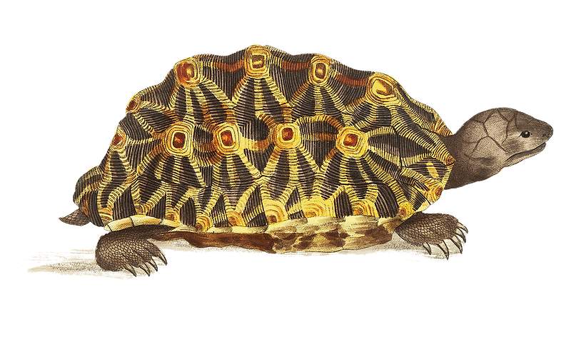 Radiated tortoise or Oval tortoise illustration from The Naturalist's Miscellany (1789-1813) by George Shaw (1751-1813).