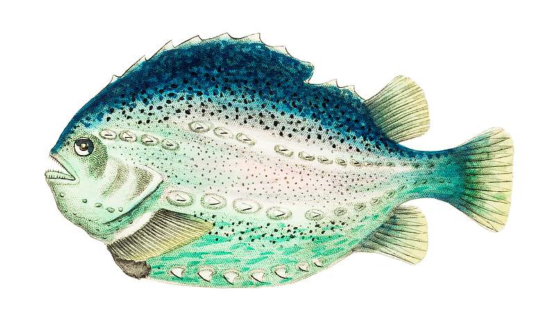 Silvery sea-green lump fish illustration from The Naturalist's Miscellany (1789-1813) by George Shaw (1751-1813)