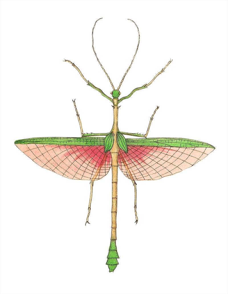 Two-spined mantis illustration from The Naturalist's Miscellany (1789-1813) by George Shaw (1751-1813)