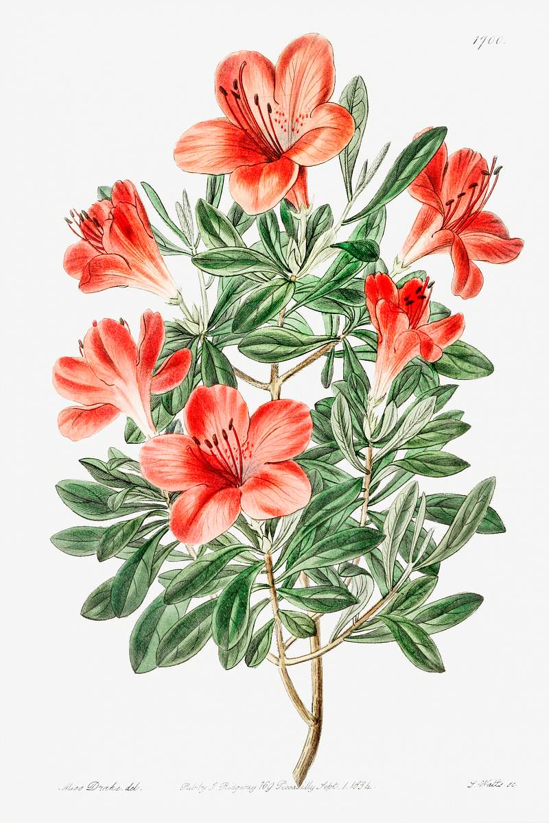 The brick-red Chinese azalea from Edwards’s Botanical Register (1829—1847) by Sydenham Edwards, John Lindley, and…