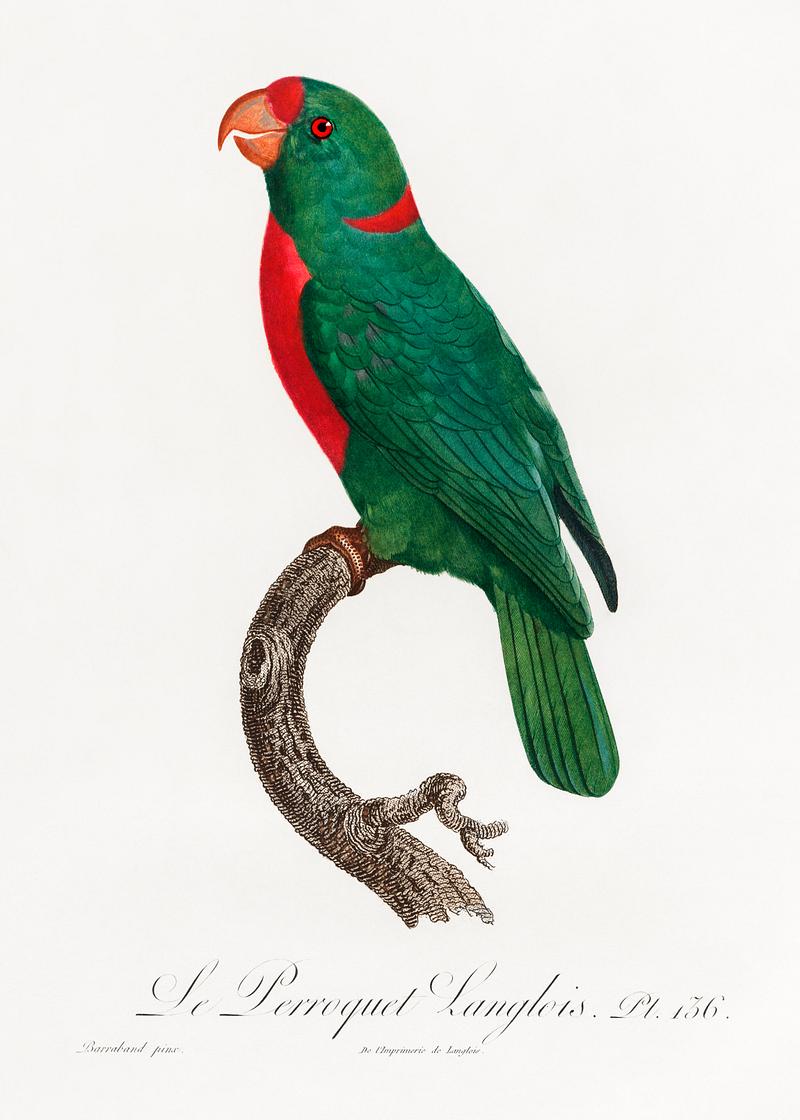 Jardine's parrot vintage poster The Red-Fronted Parrot, Poicephalus gulielmi from Natural History of Parrots (1801—1805) by Francois Levaillant.…