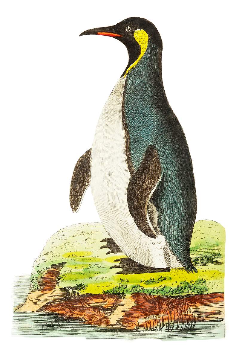 Pantagonian penguin or Cinereous-brown penguin illustration from The Naturalist's Miscellany (1789-1813) by George Shaw (1751…