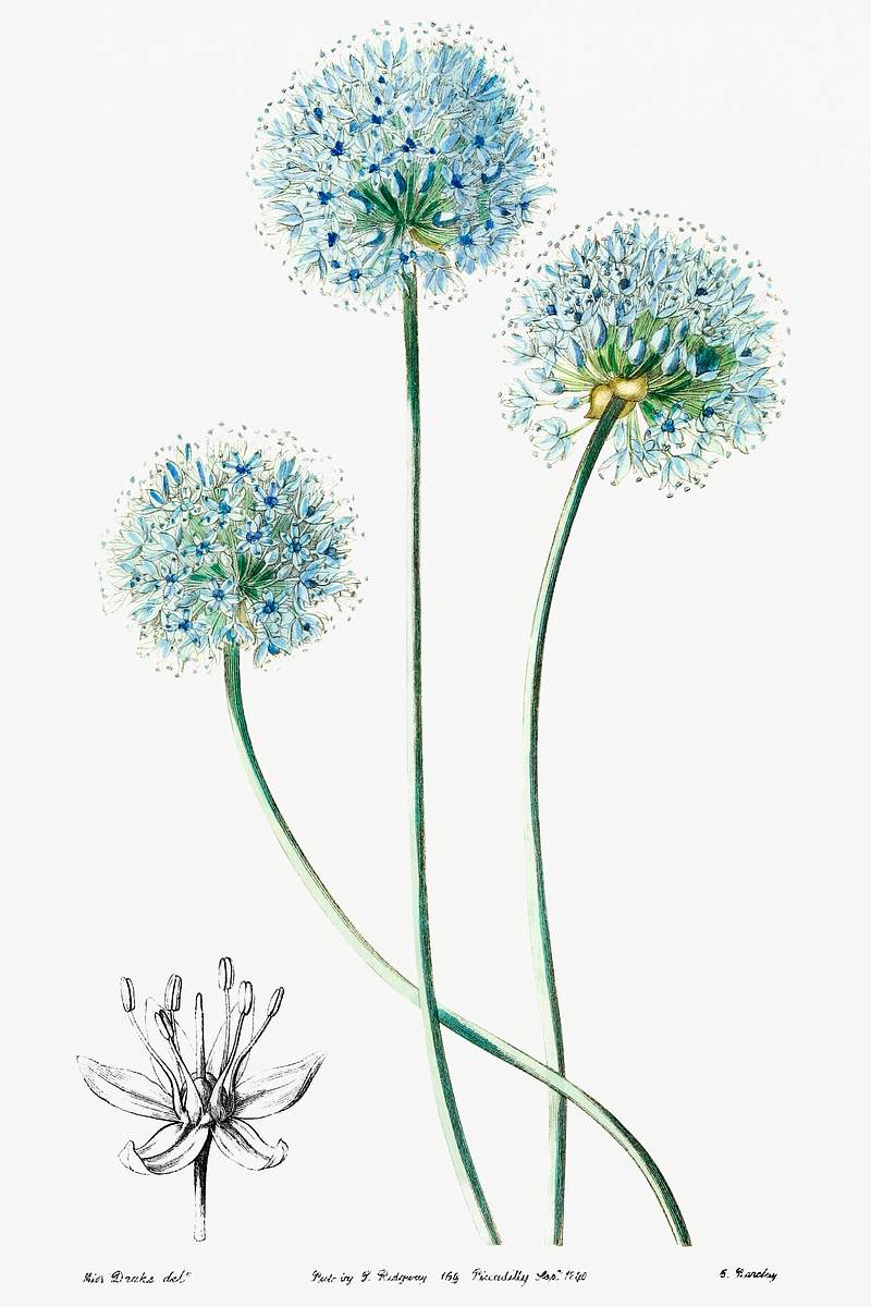 Blue leek from Edwards’s Botanical Register (1829—1847) by Sydenham Edwards, John Lindley, and James Ridgway.…