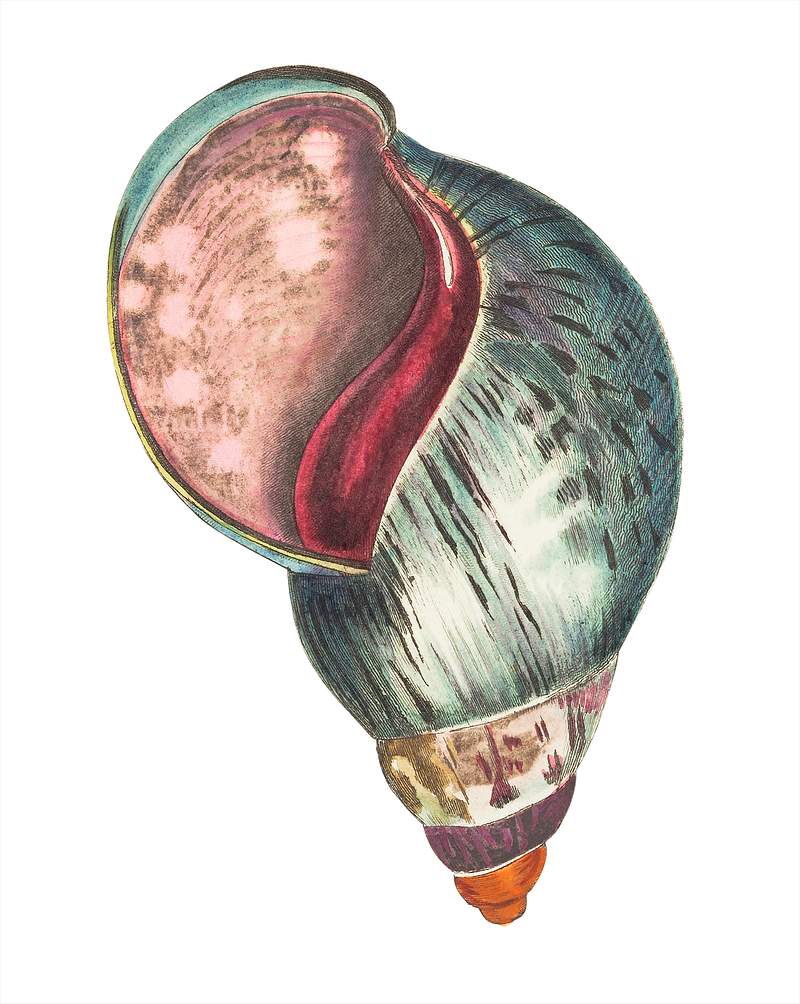 Agate bulla illustration from The Naturalist's Miscellany (1789-1813) by George Shaw (1751-1813)