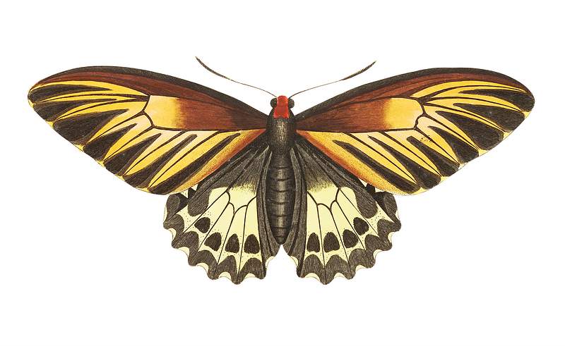 Brown butterfly illustration from The Naturalist's Miscellany (1789-1813) by George Shaw (1751-1813)
