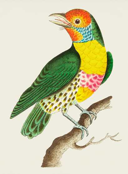 Mayna barbet or Green barbet illustration from The Naturalist's Miscellany (1789-1813) by George Shaw (1751-1813) Mayna barbet or Green barbet illustration from The Naturalist's Miscellany (1789-1813) by George Shaw (1751-1813) - animal…