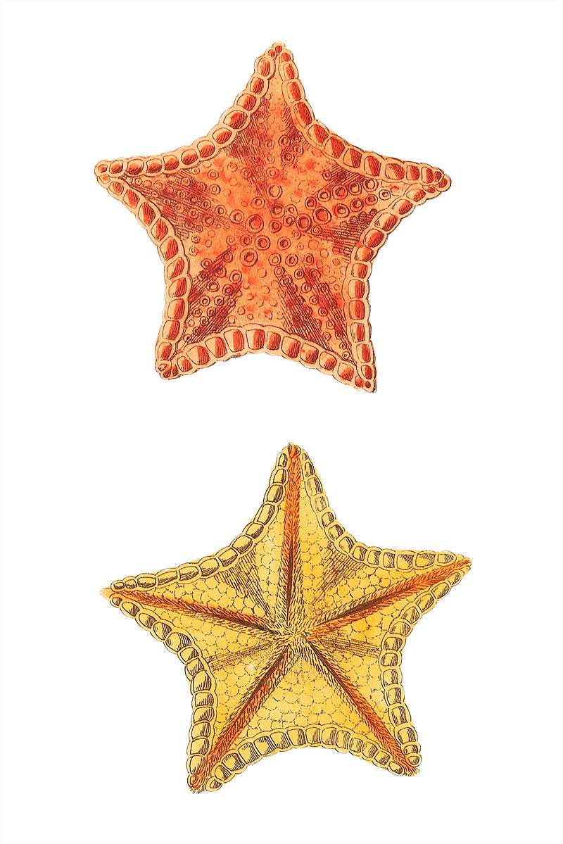 Carved Asterias or Mince-Pie Star Fish illustration from The Naturalist's Miscellany (1789-1813) by George Shaw (1751-1813)