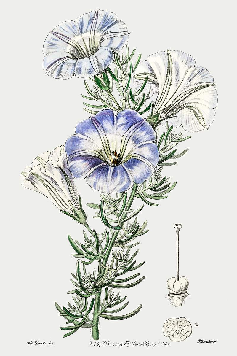 Sky blue alona from Edwards’s Botanical Register (1829—1847) by Sydenham Edwards, John Lindley, and James…