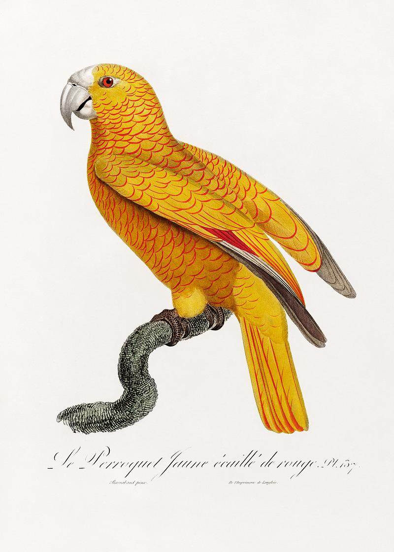 Yellow parrot vintage poster The Parrot of Paradise of Cuba (Psittacus paradisi) from Natural History of Parrots (1801—1805) by Francois Levaillant.…