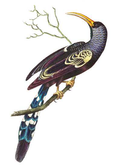 Red-billed hoopoe or Violet-black hoopoe illustration from The Naturalist's Miscellany (1789-1813) by George Shaw (1751-1813) Red-billed hoopoe or Violet-black hoopoe illustration from The Naturalist's Miscellany (1789-1813) by George Shaw (1751-1813)…