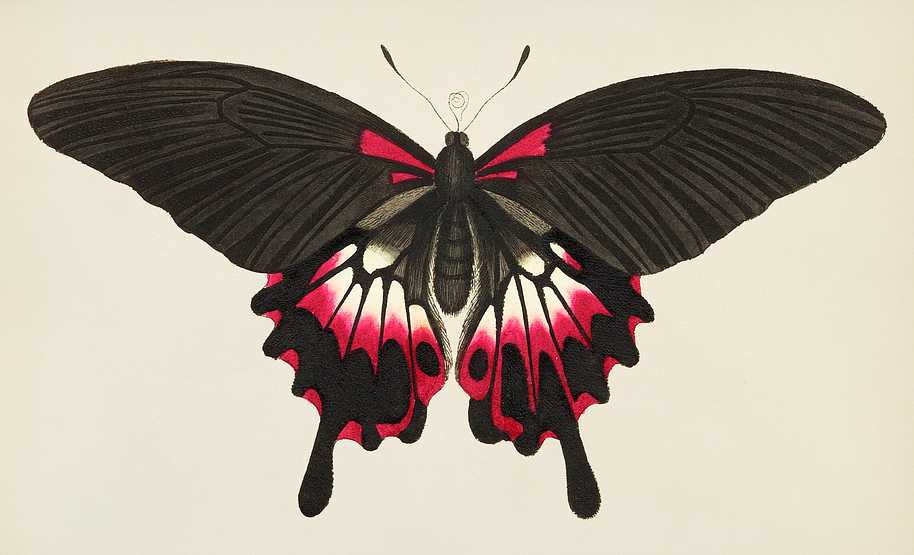 Caudated brown butterfly or Great dusky Swallow-tailed butterfly illustration from The Naturalist's Miscellany (1789-1813) by George Shaw (1751-1813) Caudated brown butterfly or Great dusky Swallow-tailed butterfly illustration from The Naturalist's Miscellany (1789-1813) by…