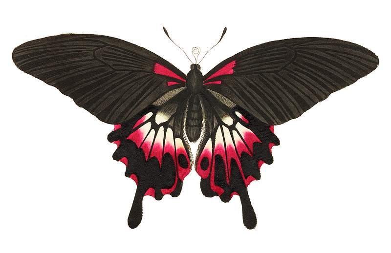Caudated brown butterfly or Great dusky Swallow-tailed butterfly illustration from The Naturalist's Miscellany (1789-1813) by…