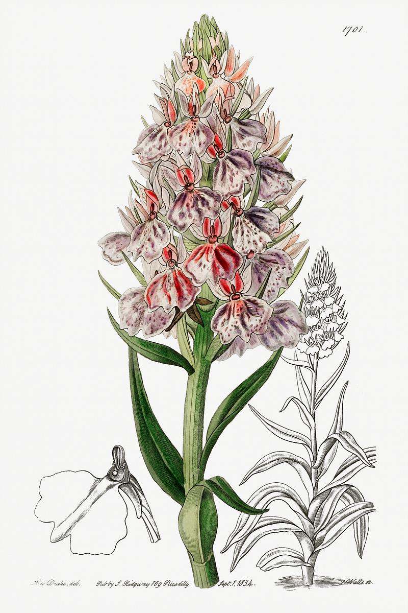 Leafy spiked orchid poster Leafy spiked orchis from Edwards’s Botanical Register (1829—1847) by Sydenham Edwards, John Lindley, and James…