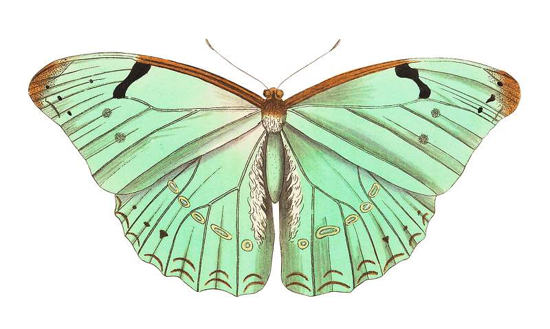 Papilio laertes or Laertes butterfly illustration from The Naturalist's Miscellany (1789-1813) by George Shaw (1751-1813)