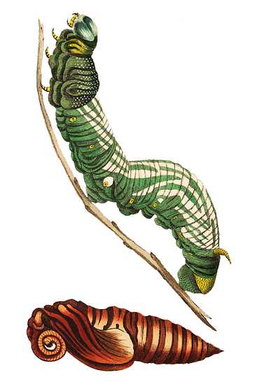 Annona sphinx or Grey sphinx illustration from The Naturalist's Miscellany (1789-1813) by George Shaw (1751-1813) Annona sphinx or Grey sphinx illustration from The Naturalist's Miscellany (1789-1813) by George Shaw (1751-1813) - animal…