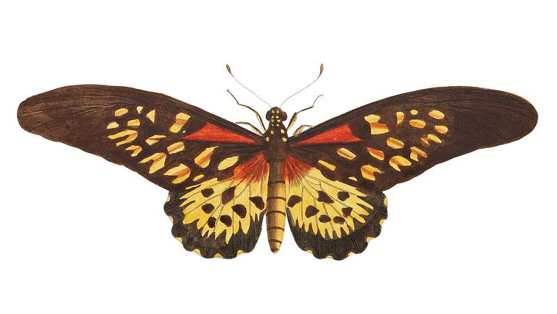 Antimachus or long-winged leona butterfly illustration from The Naturalist's Miscellany (1789-1813) by George Shaw (1751…