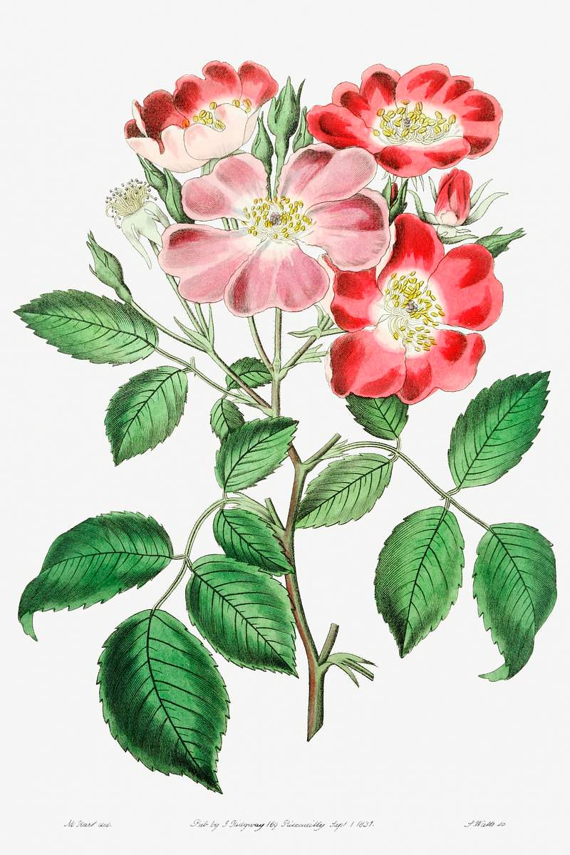 Rose clare from Edwards’s Botanical Register (1829—1847) by Sydenham Edwards, John Lindley, and James Ridgway.…
