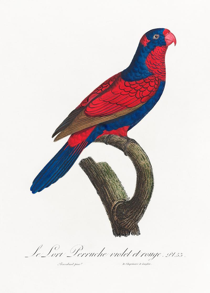 Red-and-blue lory vintage poster The red-and-blue lory, Eos histrio from Natural History of Parrots (1801—1805) by Francois Levaillant. Original from…