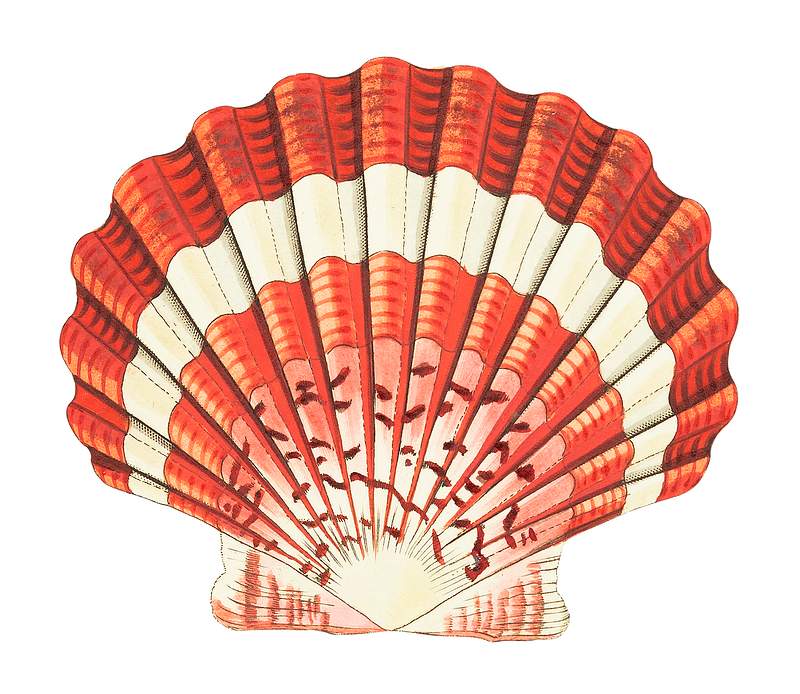 Lesser scallop illustration from The Naturalist's Miscellany (1789-1813) by George Shaw (1751-1813)