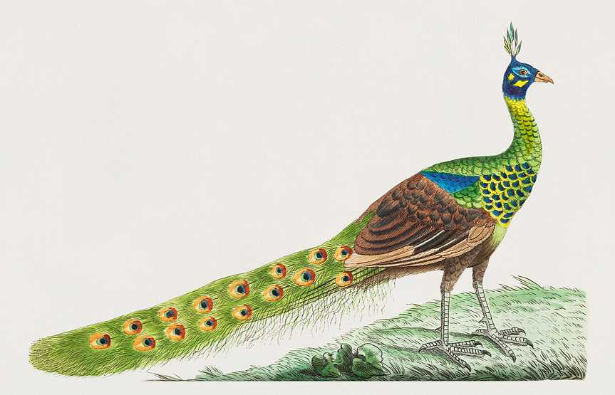 Spike-crested peacock illustration from The Naturalist's Miscellany (1789-1813) by George Shaw (1751-1813) Spike-crested peacock illustration from The Naturalist's Miscellany (1789-1813) by George Shaw (1751-1813) - animal, antique…
