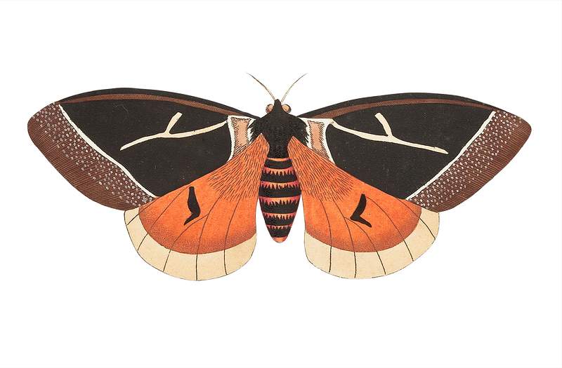 Dirphia tarquinia moth illustration from The Naturalist's Miscellany (1789-1813) by George Shaw (1751-1813)