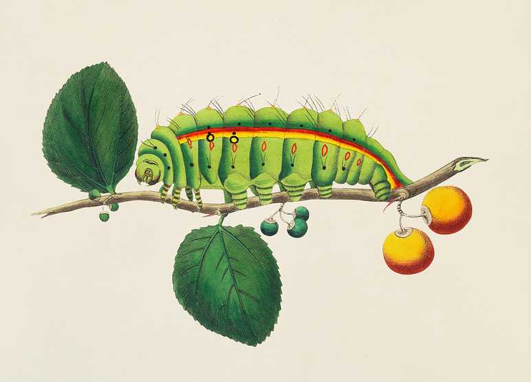 South India small tussore caterpillar (Antheraea paphia) illustration from The Naturalist's Miscellany (1789-1813) by George Shaw (1751-1813) South India small tussore caterpillar (Antheraea paphia) illustration from The Naturalist's Miscellany (1789-1813) by George…