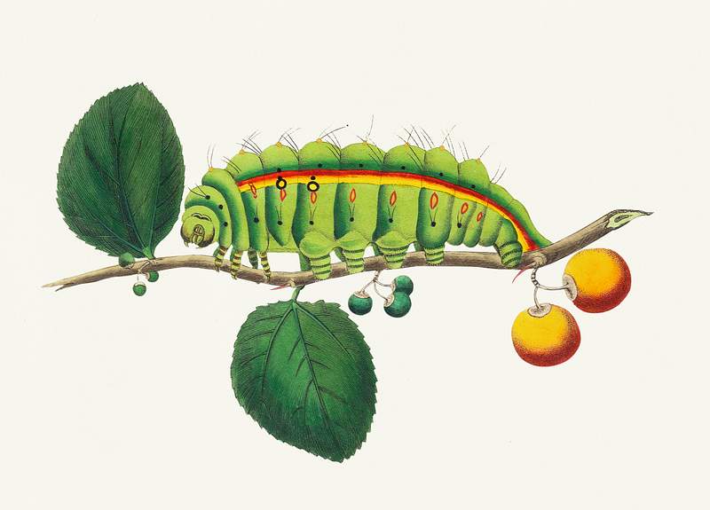 South India small tussore caterpillar (Antheraea paphia) illustration from The Naturalist's Miscellany (1789-1813) by George…