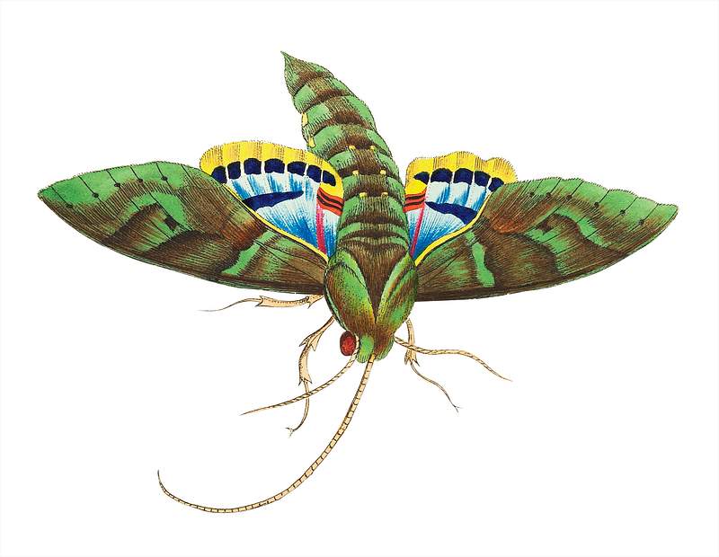 Wild-vine Sphinx illustration from The Naturalist's Miscellany (1789-1813) by George Shaw (1751-1813)