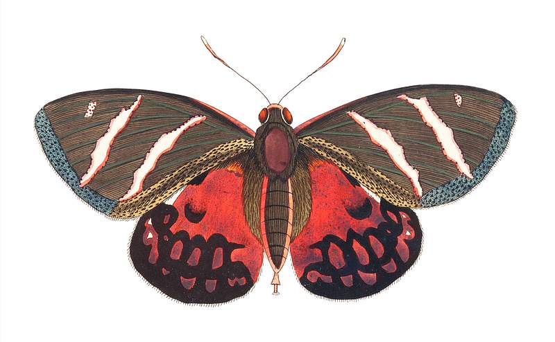 Icarus or Papilio Icarus illustration from The Naturalist's Miscellany (1789-1813) by George Shaw (1751-1813)